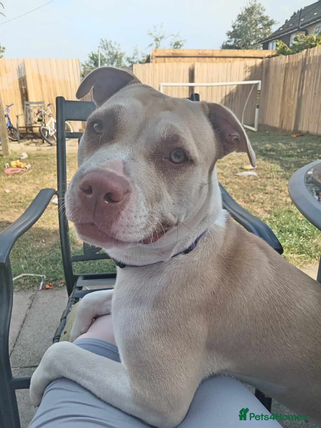 American Bulldog dogs for sale: Home needed Asap - Image 1