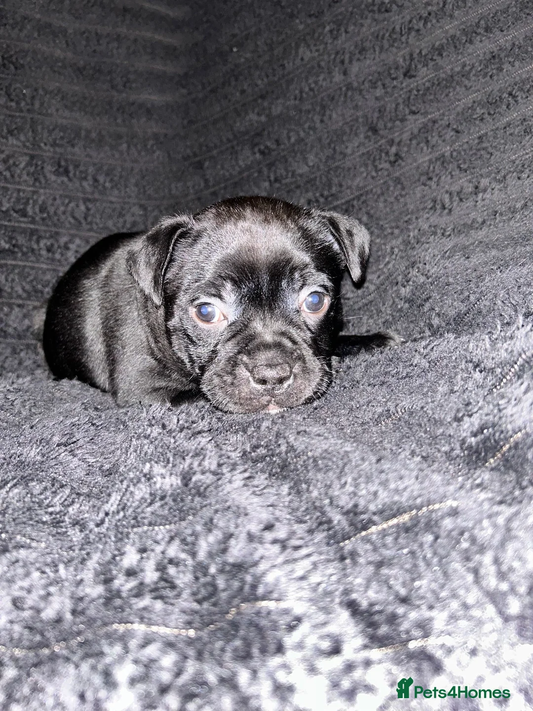 Staffordshire Bull Terrier dogs for sale: Blue and black staff puppies  - Advert 7