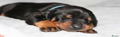 Dobermann Puppy 3