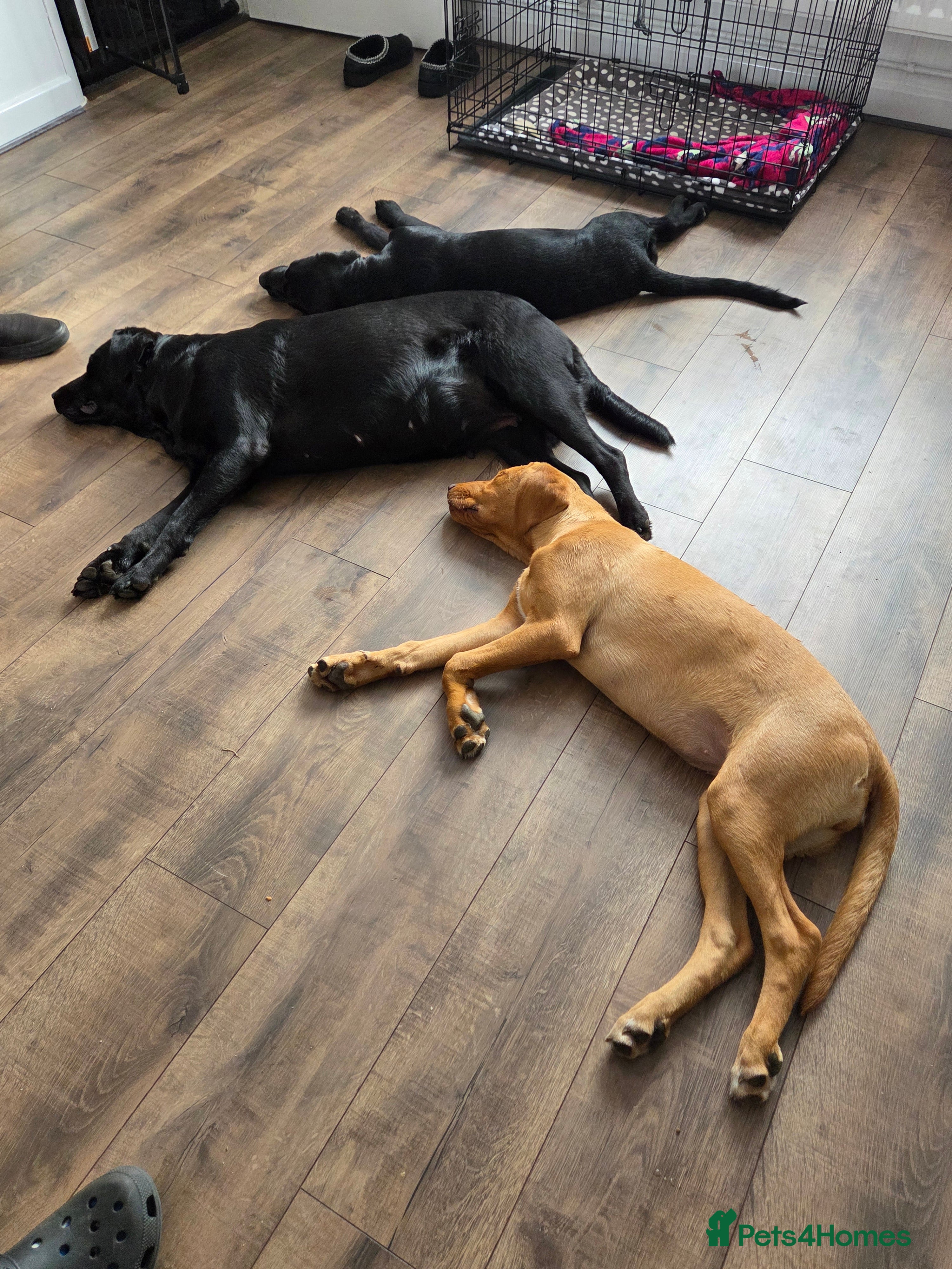 Labrador Retriever dogs Labrador retriever 8 months  - Advert 7