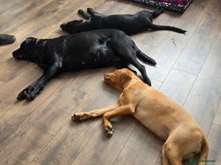 Labrador Retriever dogs Labrador retriever 8 months - Advert 6