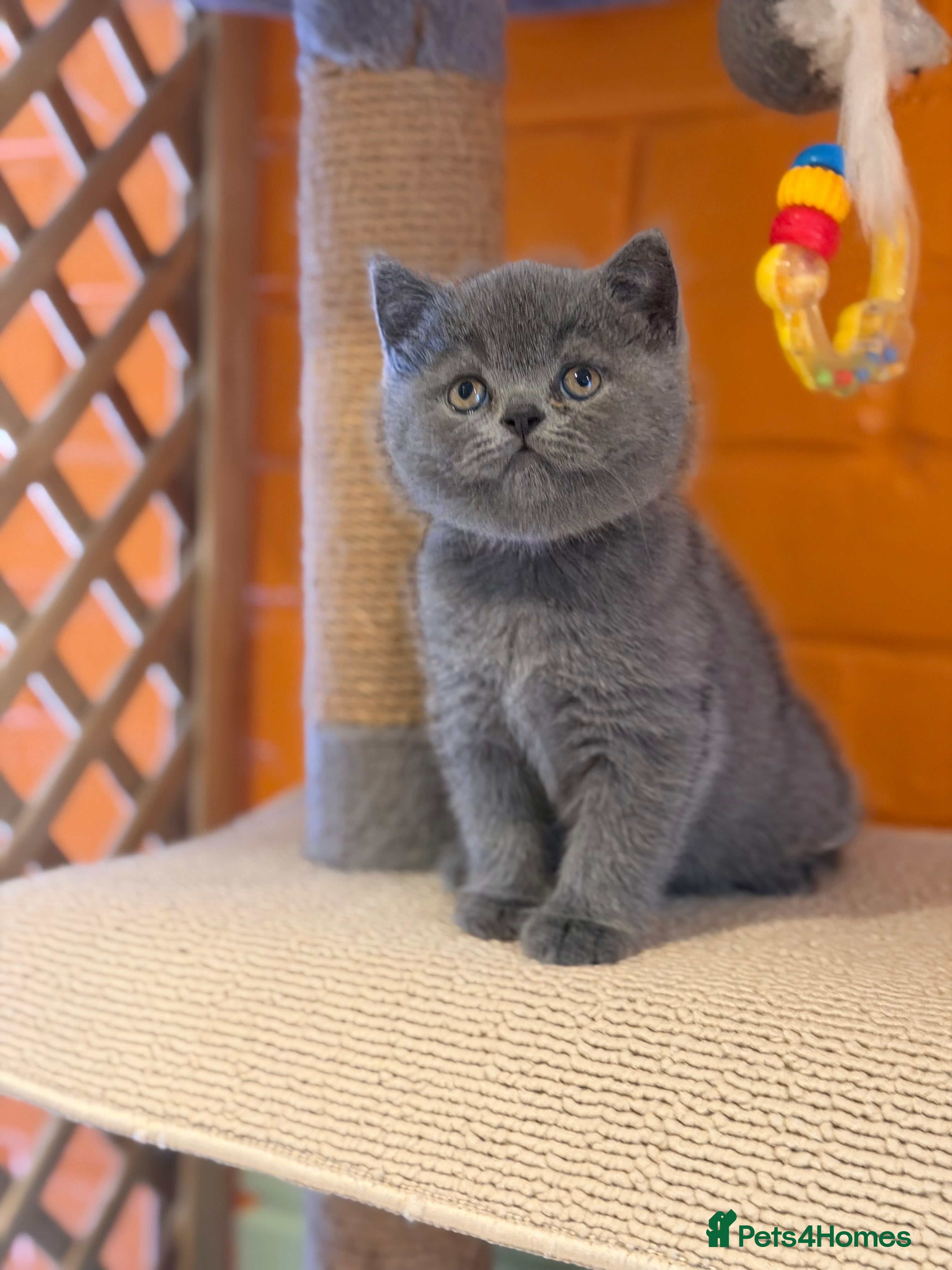 British Shorthair cats British Shorthair 💝 - Advert 10