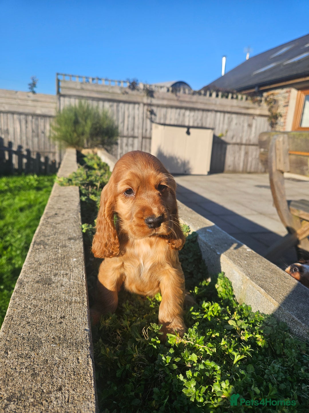 Cocker Spaniel dogs for sale: Cocker Spaniel Puppies - Image 5