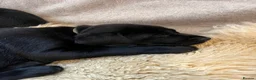 Labrador Retriever dogs for sale: Pedigree Black Labrador Puppies - Advert 3