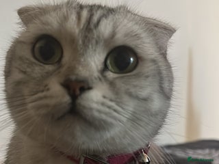 Scottish Fold cats One beautiful dark grey Scottish fold - Advert 1