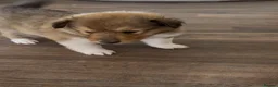Rough Collie dogs for sale: Non Affected - Sable & White Male Rough Collie  - Advert 1