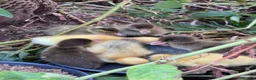 Ducks poultry for sale: Indian Runner Ducklings for sale in York - Advert 2