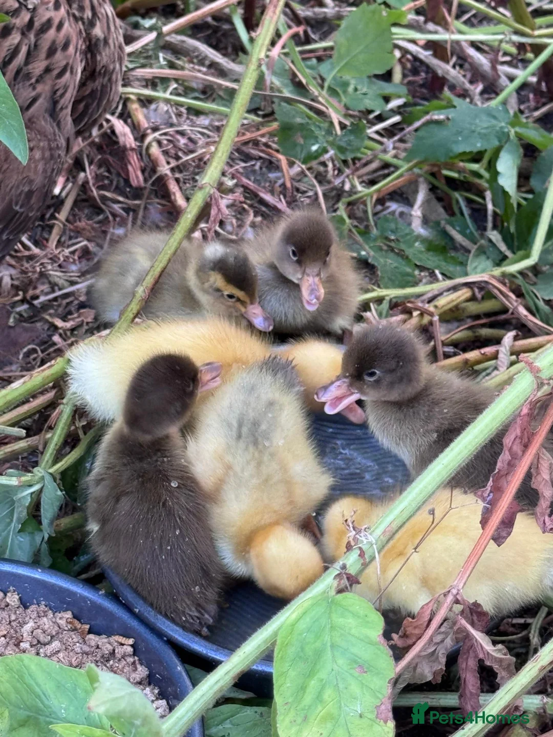 Ducks poultry for sale: Indian Runner Ducklings for sale in York - Advert 2