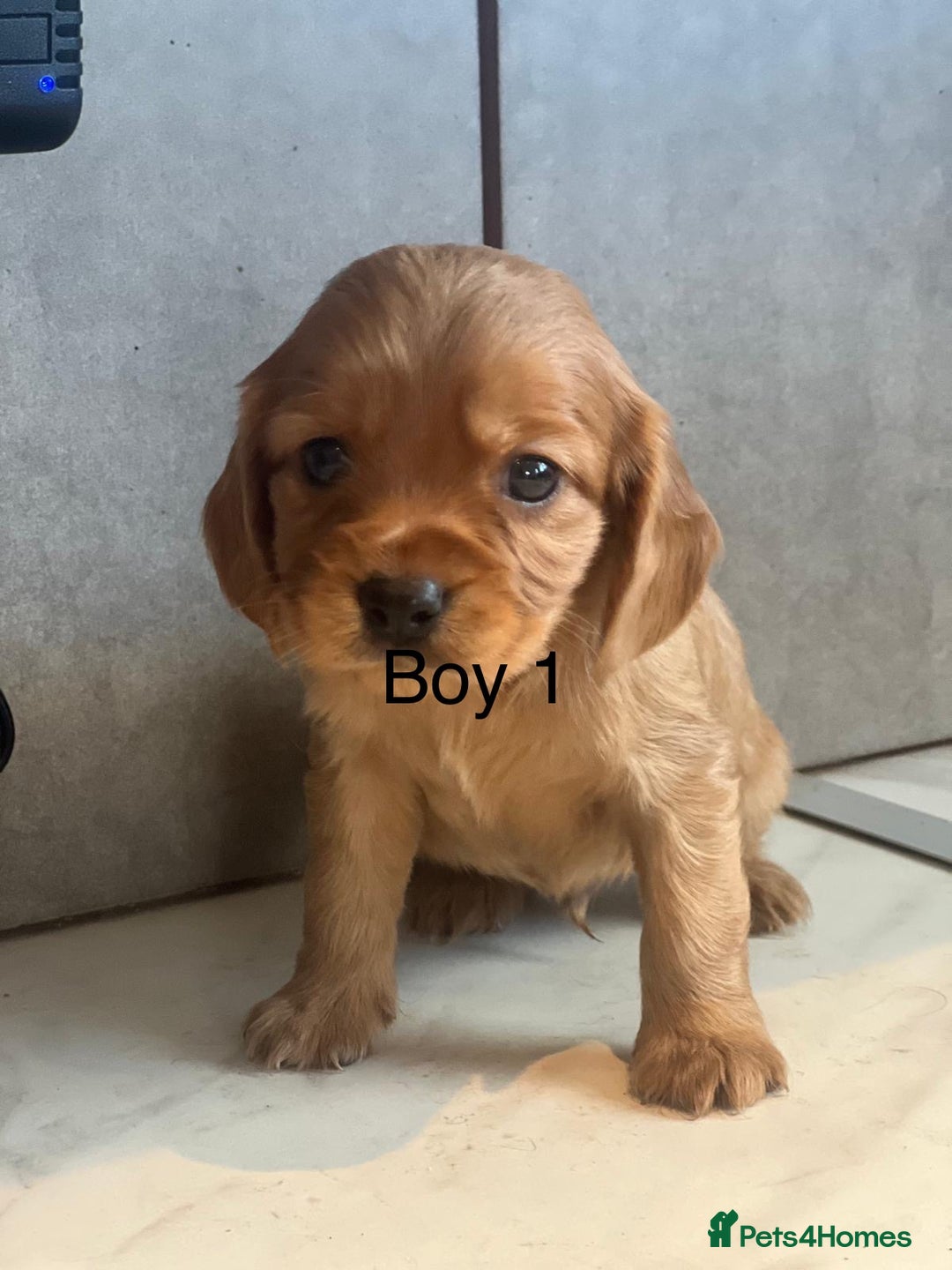 Mixed Breed dogs for sale: Beautiful litter of 6 cockalier pups - Image 6