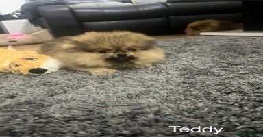 Pomeranian dogs 🔥Very Tiny(600gr)🧸Top Quality 💎 - Advert 14