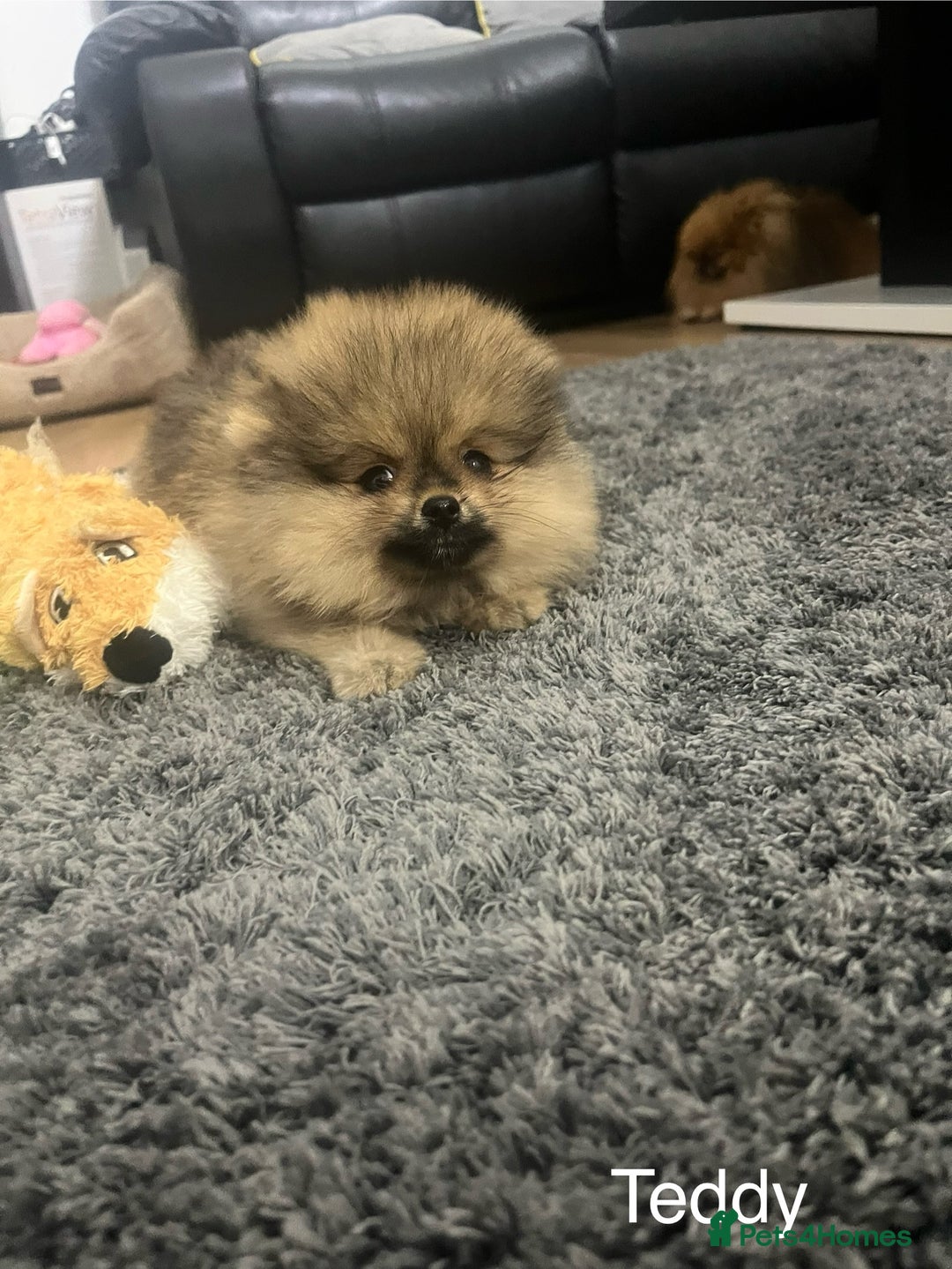 Pomeranian dogs for sale: 🔥Very Tiny(450gr)🧸Top Quality 💎 - Advert 8