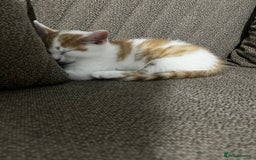 Mixed Breed cats for sale: orange and white kitten for sale  - Image 15