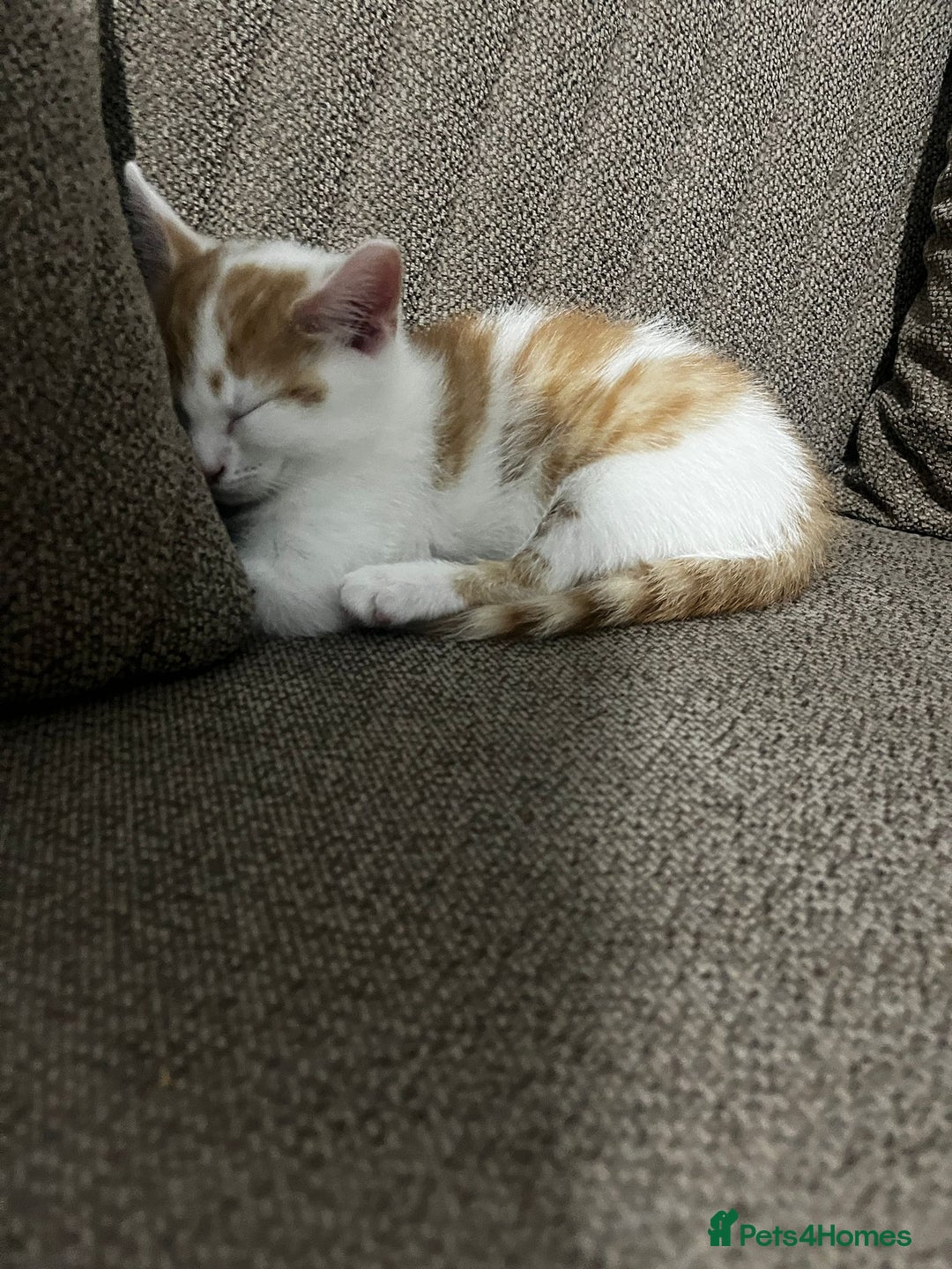 Mixed Breed cats for sale: orange and white kitten for sale  - Image 15