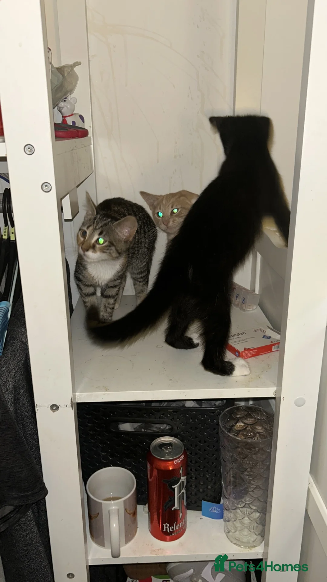 British Shorthair cats for sale: Kittens for sale in Clacton-on-Sea - Advert 2