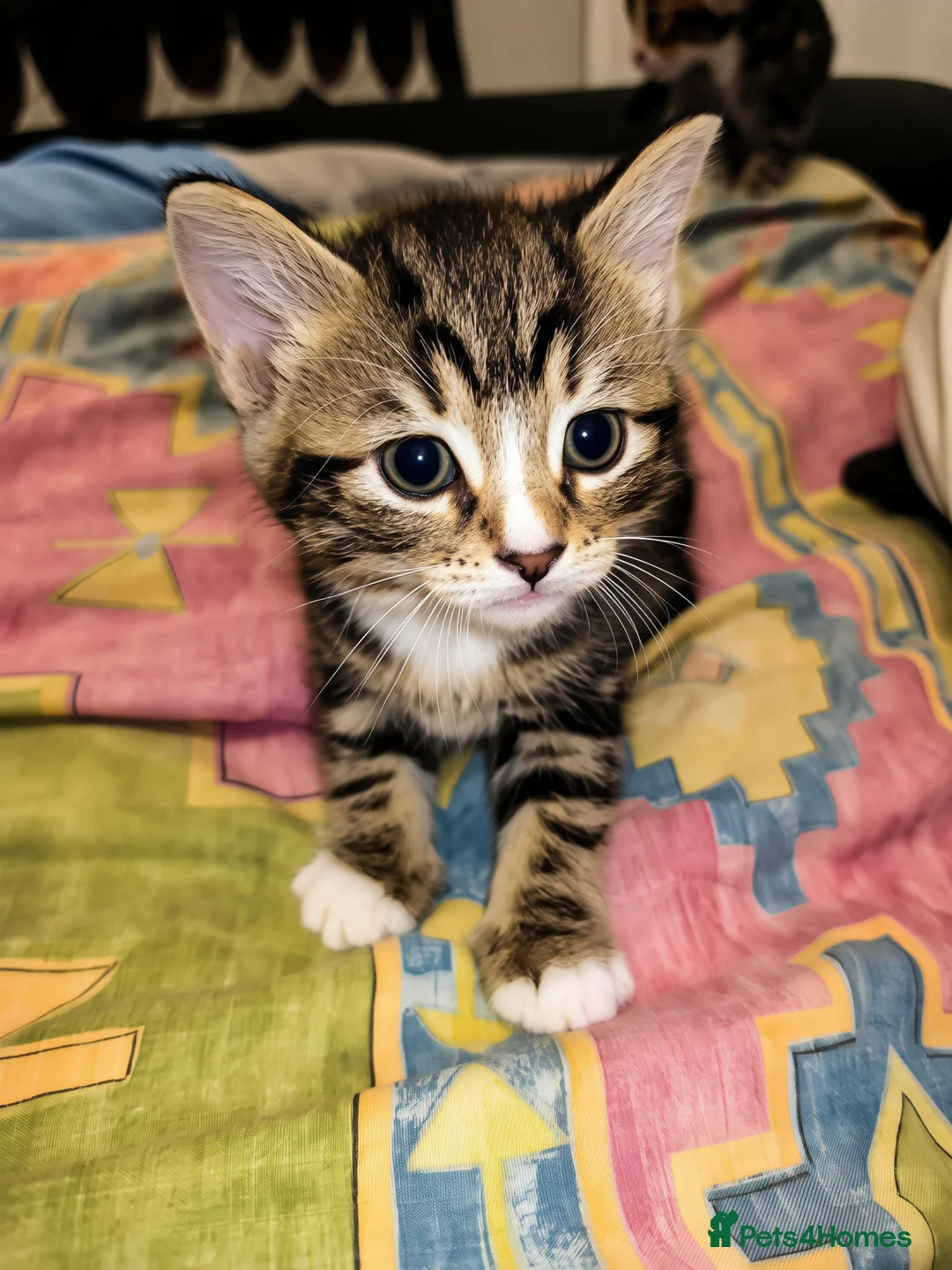 Mixed Breed cats for sale: Mixed breed kittens - Advert 2