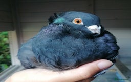 Pigeons birds for sale: Pigeons [Semi Hand-Raised] - Fancy & Racing Breeds - Image 10