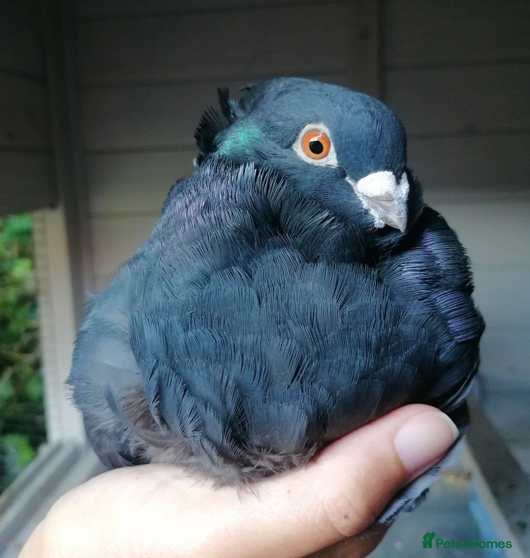 Pigeons birds for sale: Pigeons [Semi Hand-Raised] - Fancy & Racing Breeds - Image 10