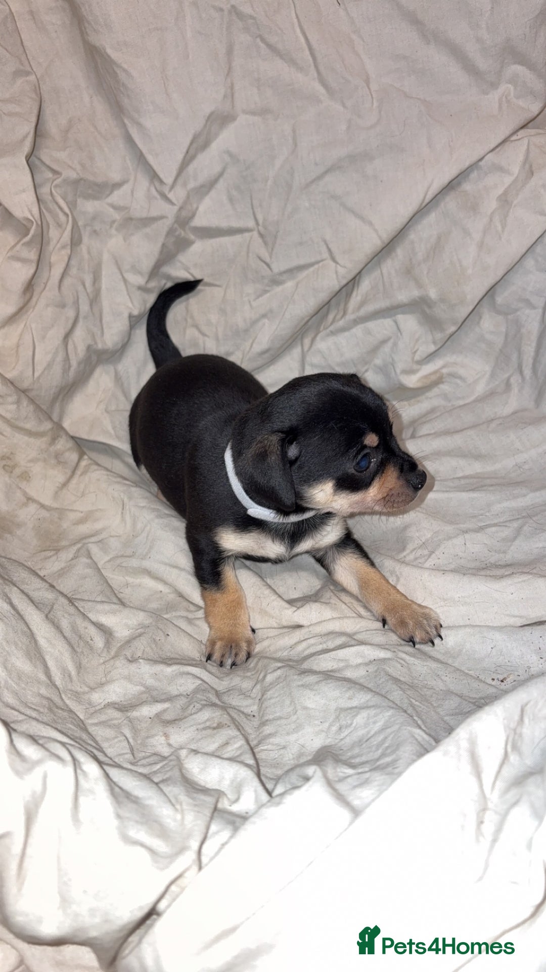 Mixed Breed dogs for sale: 🐶 Adorable Miniature Pinscher×Chihuahua Puppies - Advert 17