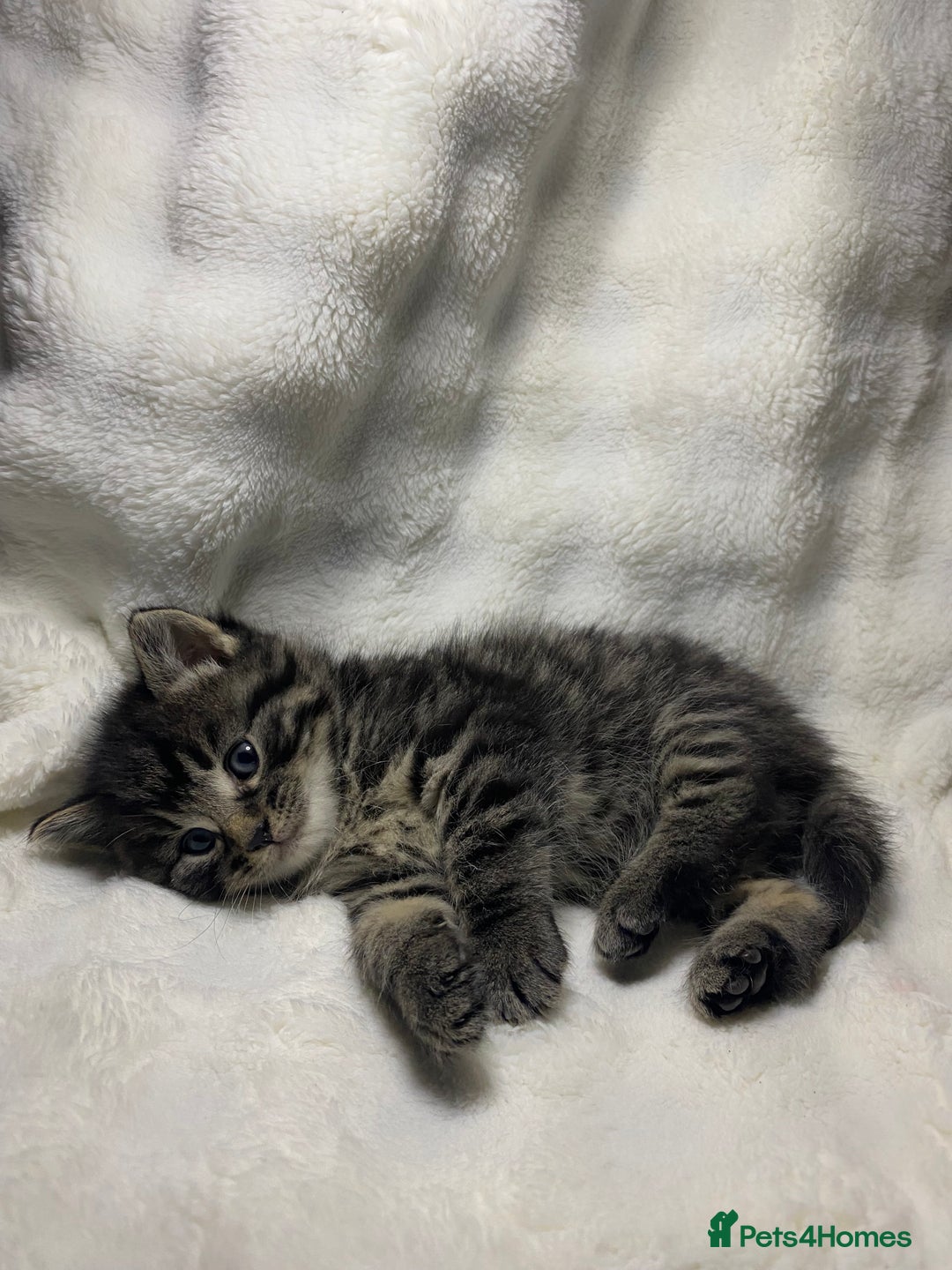 American Shorthair cats for sale: Grey Adorable Kitten Awaiting Its Forever Home🏡 - Advert 5