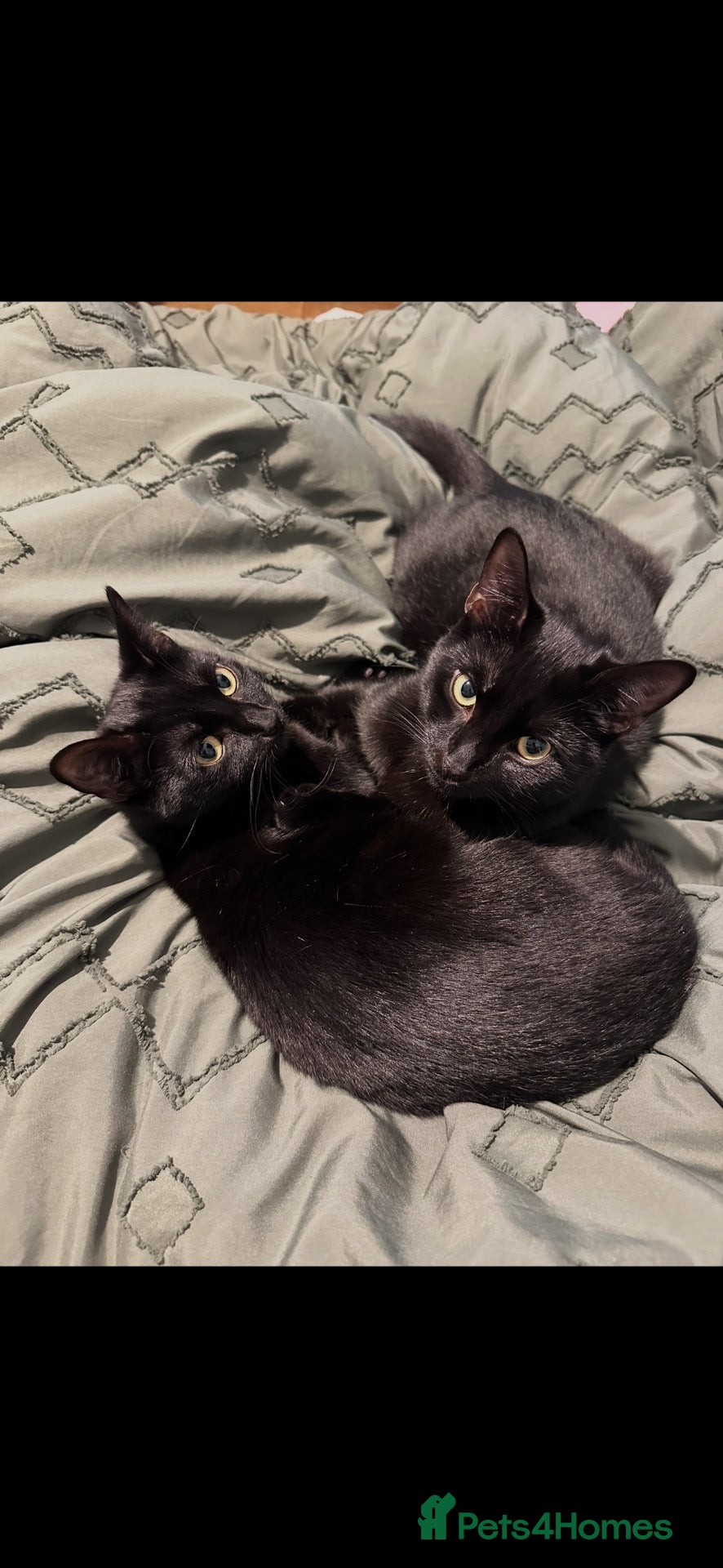 British Shorthair cats Two black Cats.  - Advert 2