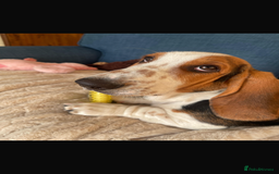 Basset Hound dogs for sale: Basset Hound female puppy-last of litter - Image 1
