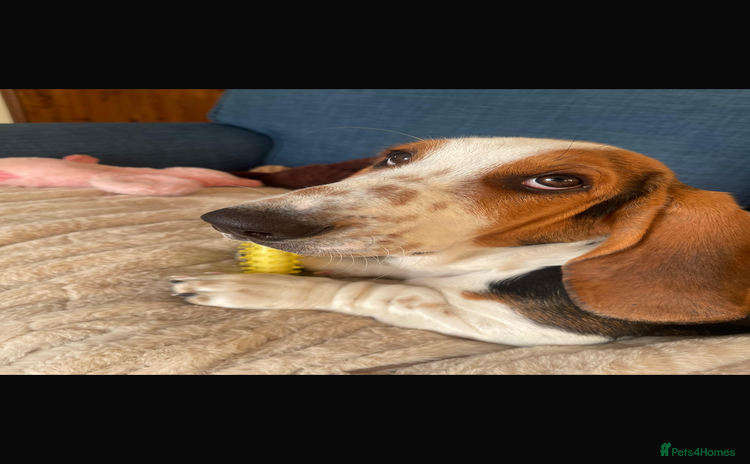 Basset Hound dogs for sale - Advert 1