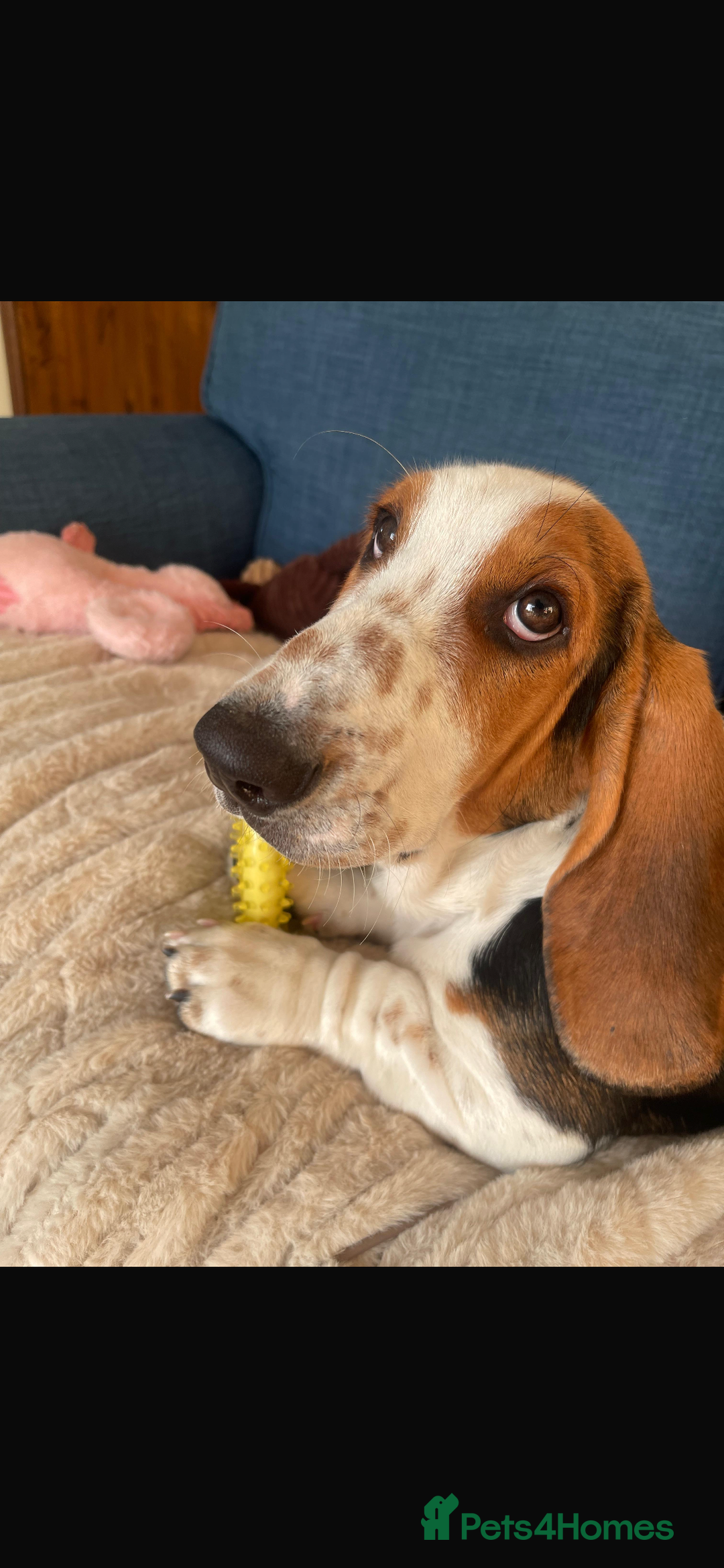 Basset Hound dogs for sale: Basset Hound female puppy-last of litter - Image 1