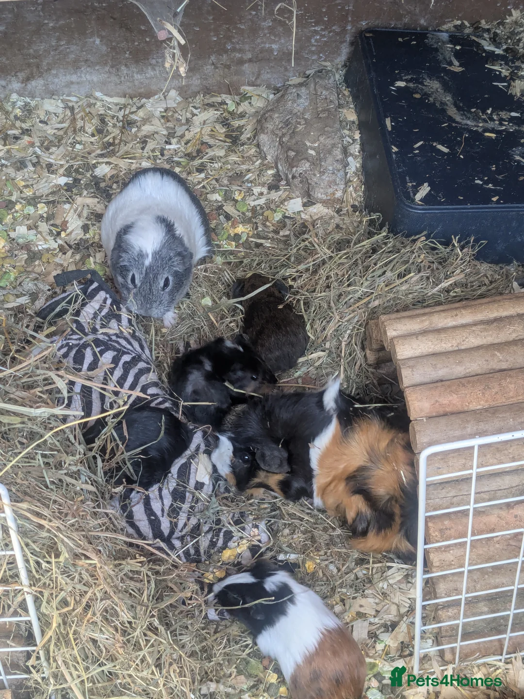 Gallery Image {{count}}