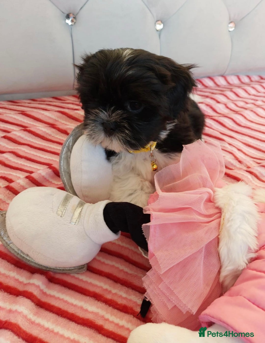 Shih Tzu dogs for sale: 🩷 Beautiful Shitzu Puppies 🩷 - Image 34