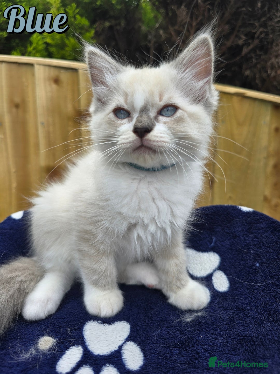 Ragdoll cats for sale: 🤍 STUNNING GCCF REGISTERED RAGDOLL KITTENS 🤍🤍 - Image 5