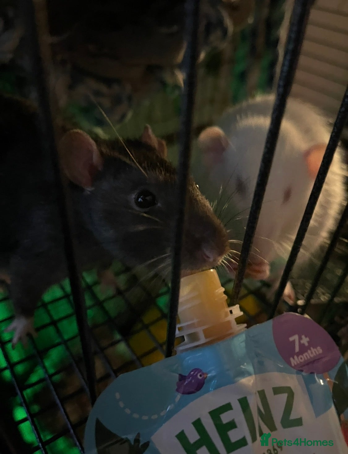 Rat rodents good home needed - Advert 3