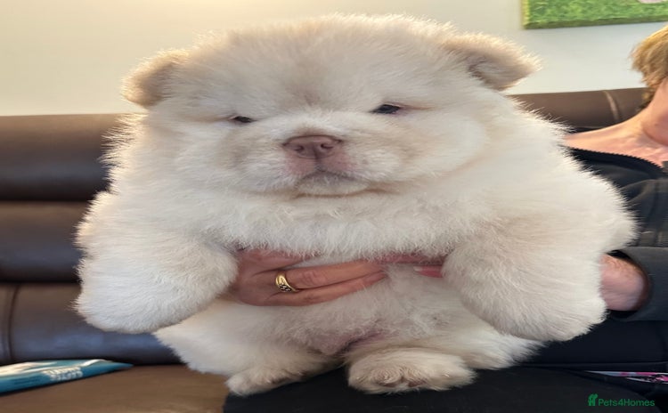 Chow Chow dogs - Advert 1