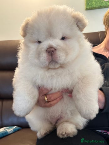 Chow Chow dogs - Advert 4