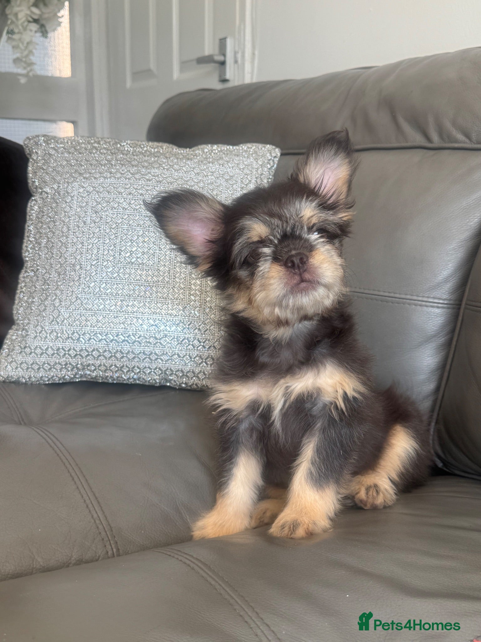 French Bulldog dogs Stunning frenchies  - Advert 1