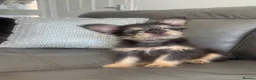 French Bulldog dogs for sale: Stunning frenchies  - Advert 1