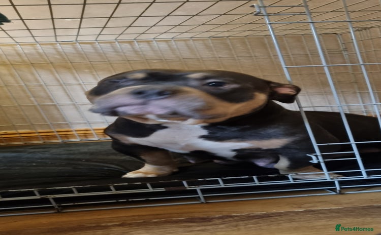 Mixed Breed dogs - Advert 12