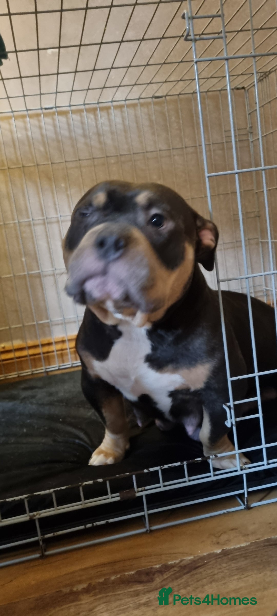 Mixed Breed dogs for sale: Pocket bully frenchie mix 2nd picture - Image 1