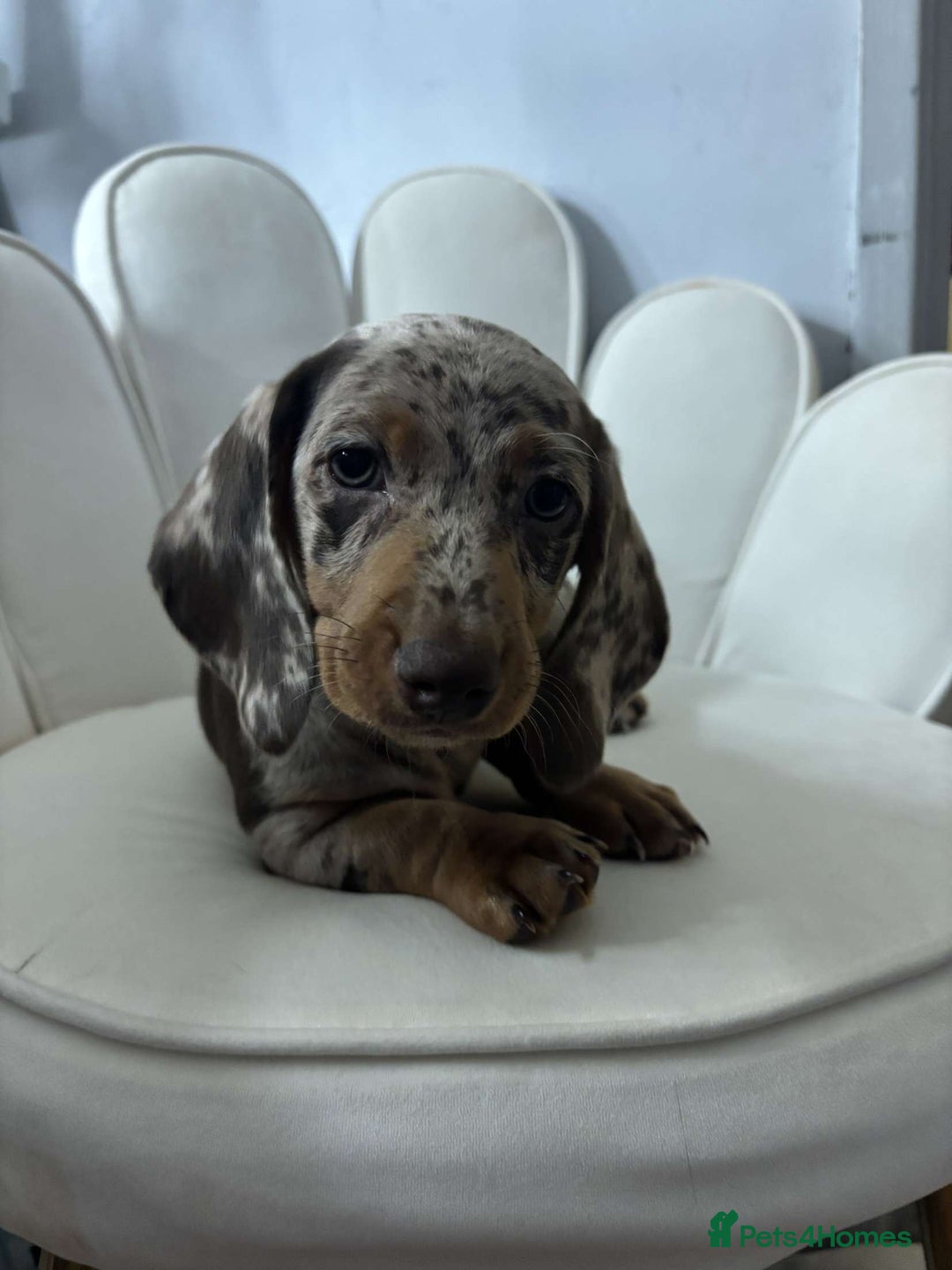 Miniature Dachshund dogs for sale: Miniature dachshunds puppie - Image 9