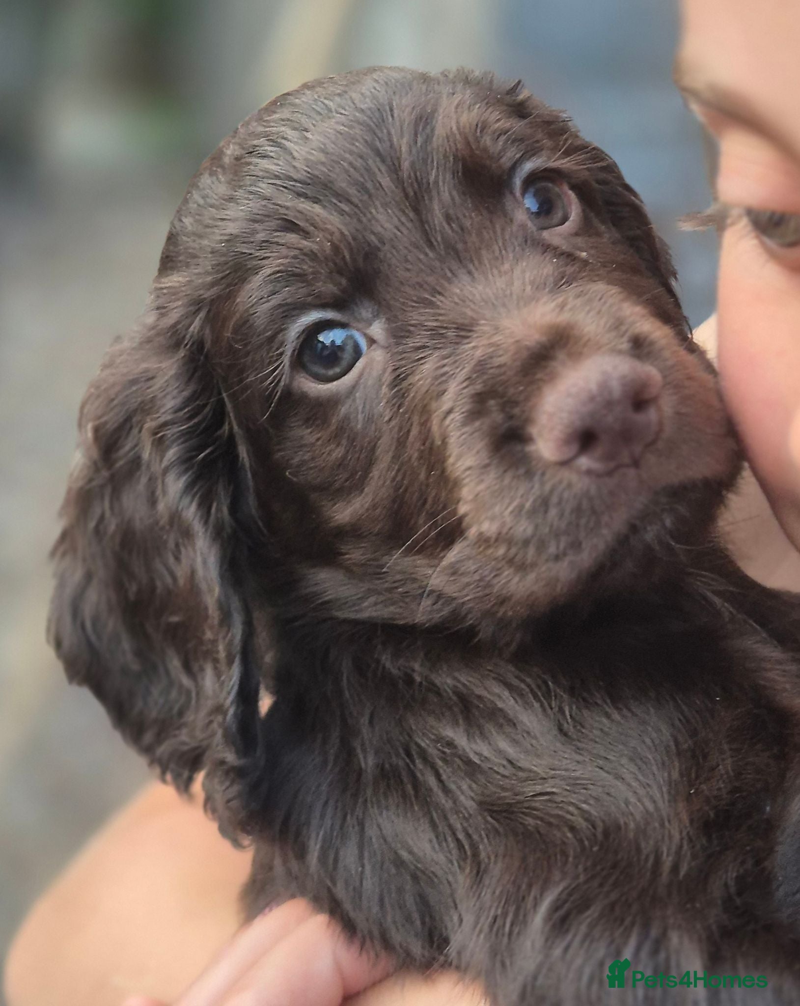 Sprocker dogs Working Sprocker Chocolate Puppies for sale - Advert 2