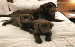 Labrador Retriever dogs for sale: Chocolate Labrador Retriever Puppies for Sale! - Image 2