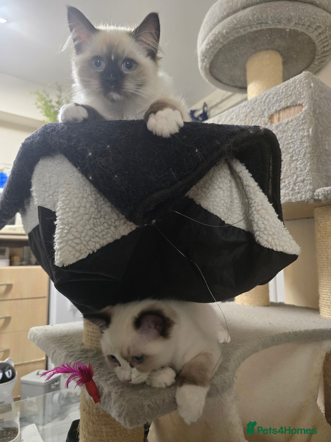 Ragdoll cats for sale: Gccf registered little Queens available 🥰 - Advert 9