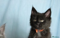 Maine Coon cats for sale: 🔥Stunning Maine Coon kittens🔥 - Image 4
