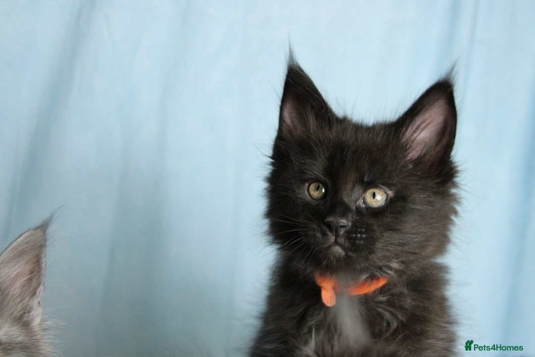 Maine Coon cats for sale: 🔥Stunning Maine Coon kittens🔥 - Image 4