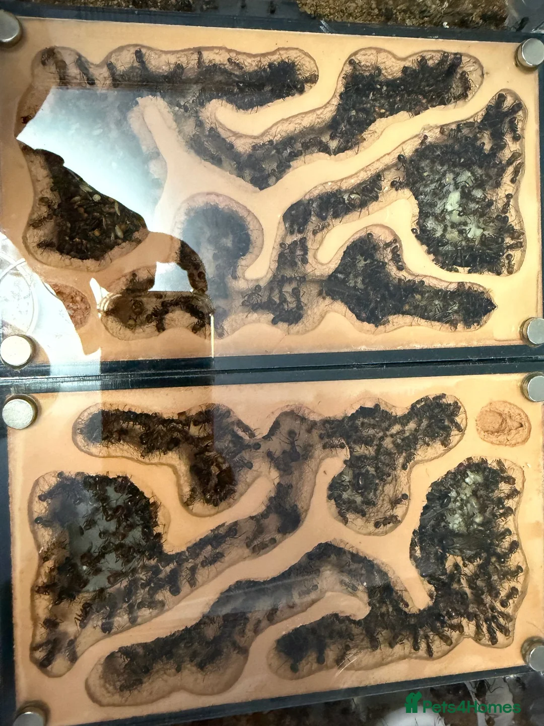 Tarantulas invertebrates for sale: Messor cephalotes (Giant African Harvester Ant) - Advert 4
