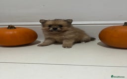 Pomeranian dogs for sale: Pomeranian - Image 2