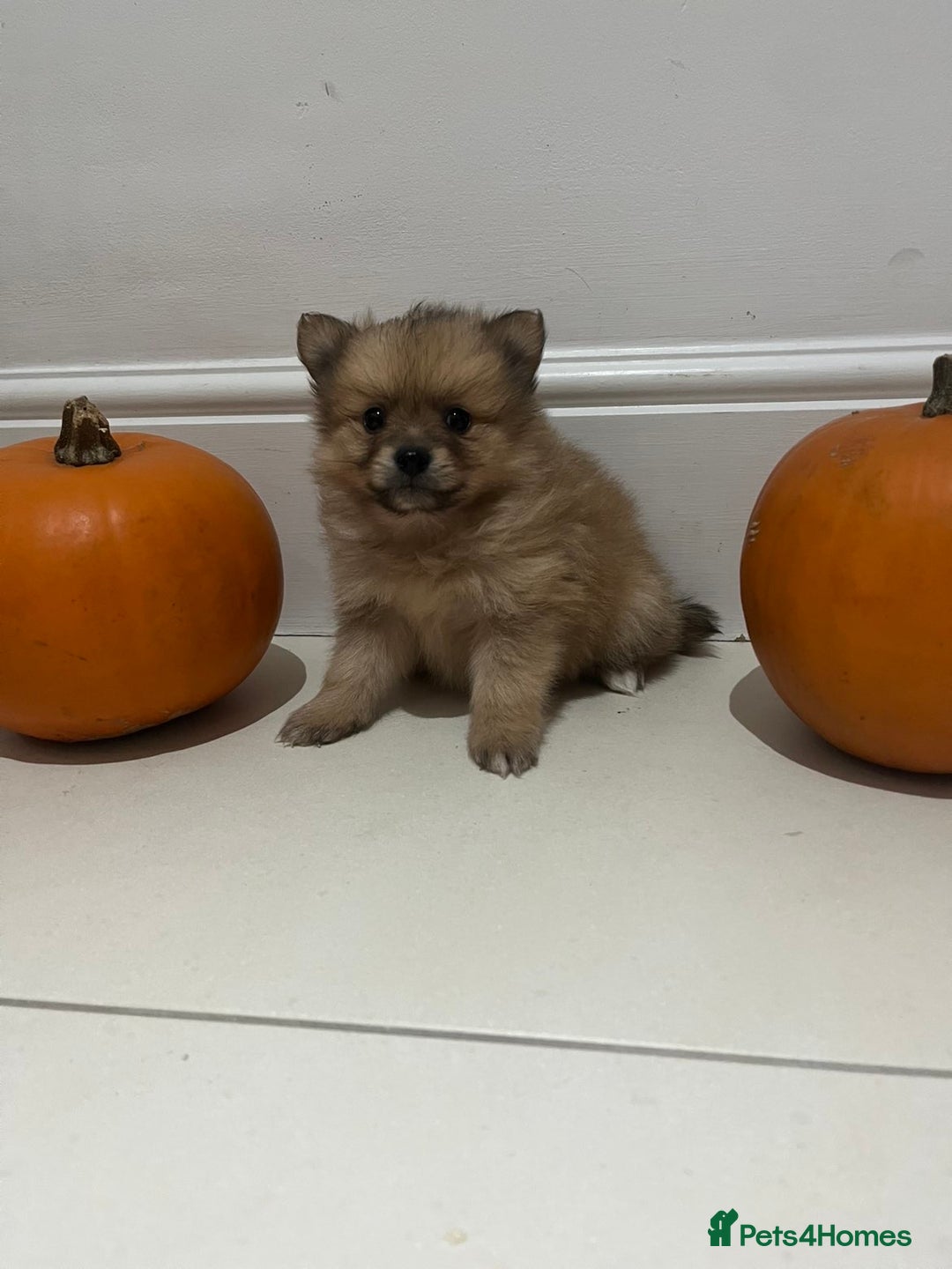Pomeranian dogs for sale: Pomeranian - Image 2