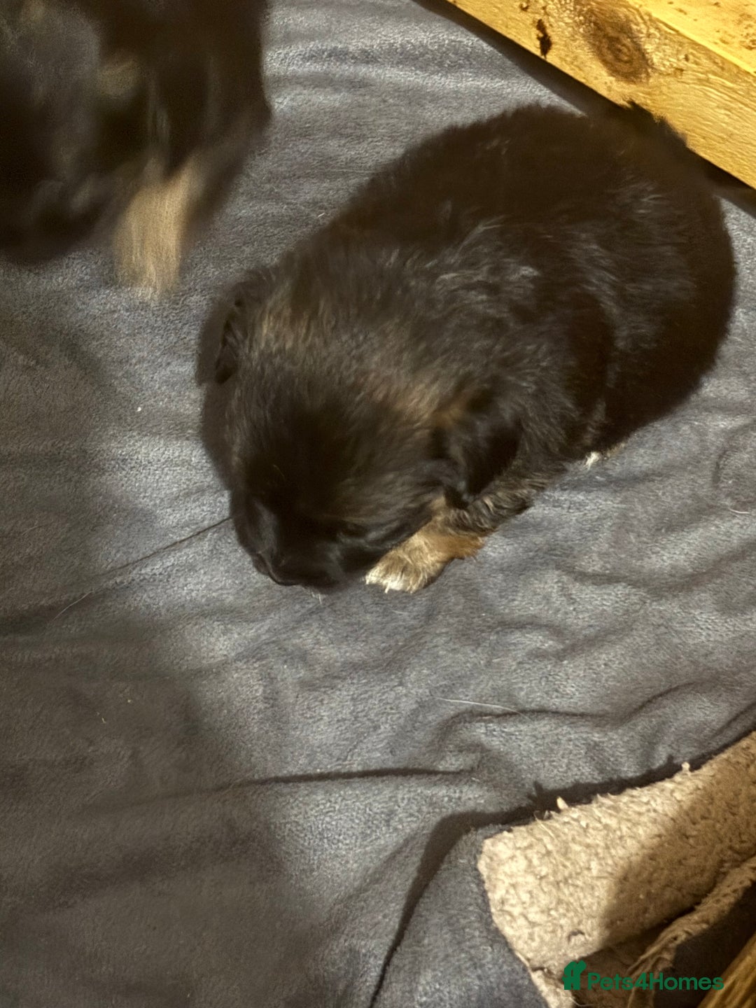 Jack Russell dogs for sale: Trad.working family short legged Jack Russell  - Advert 13