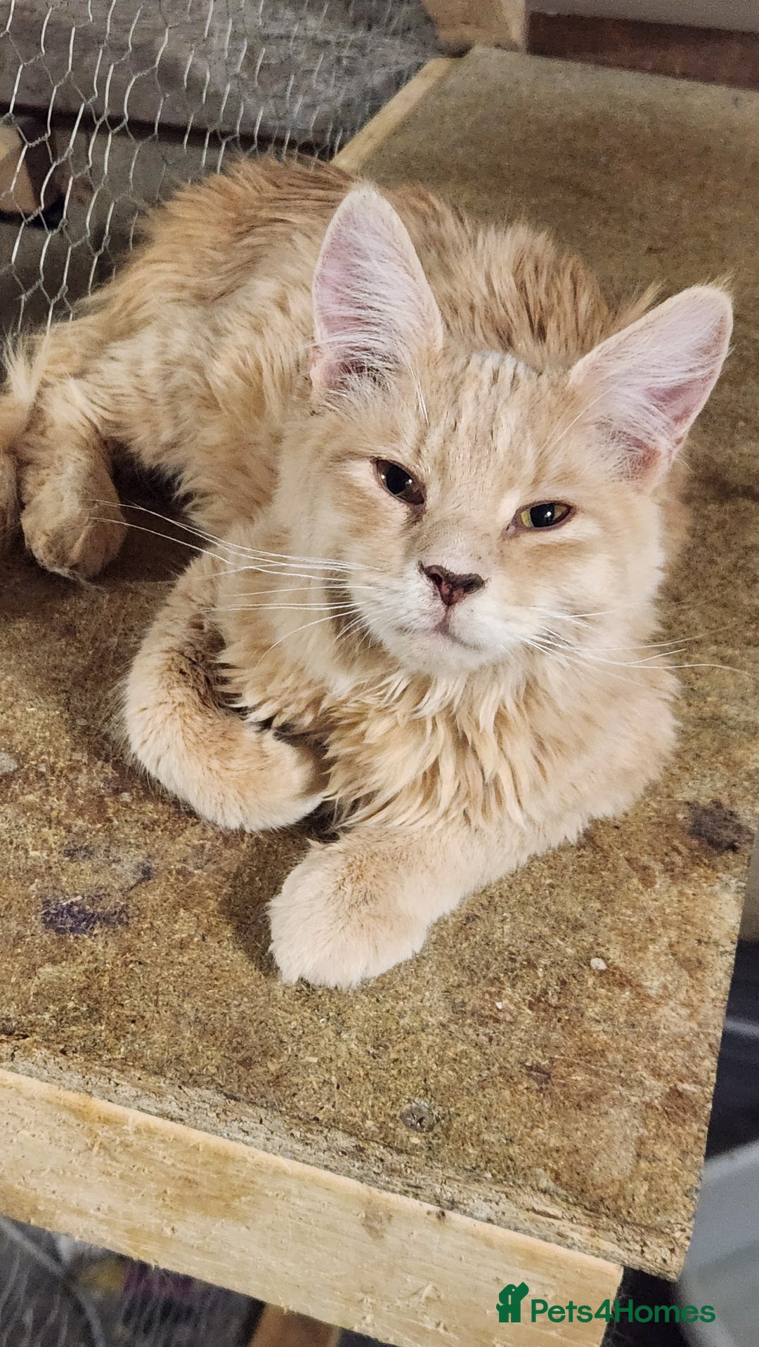 Siberian cats for sale: Pure Siberian kitten for sale - Advert 2