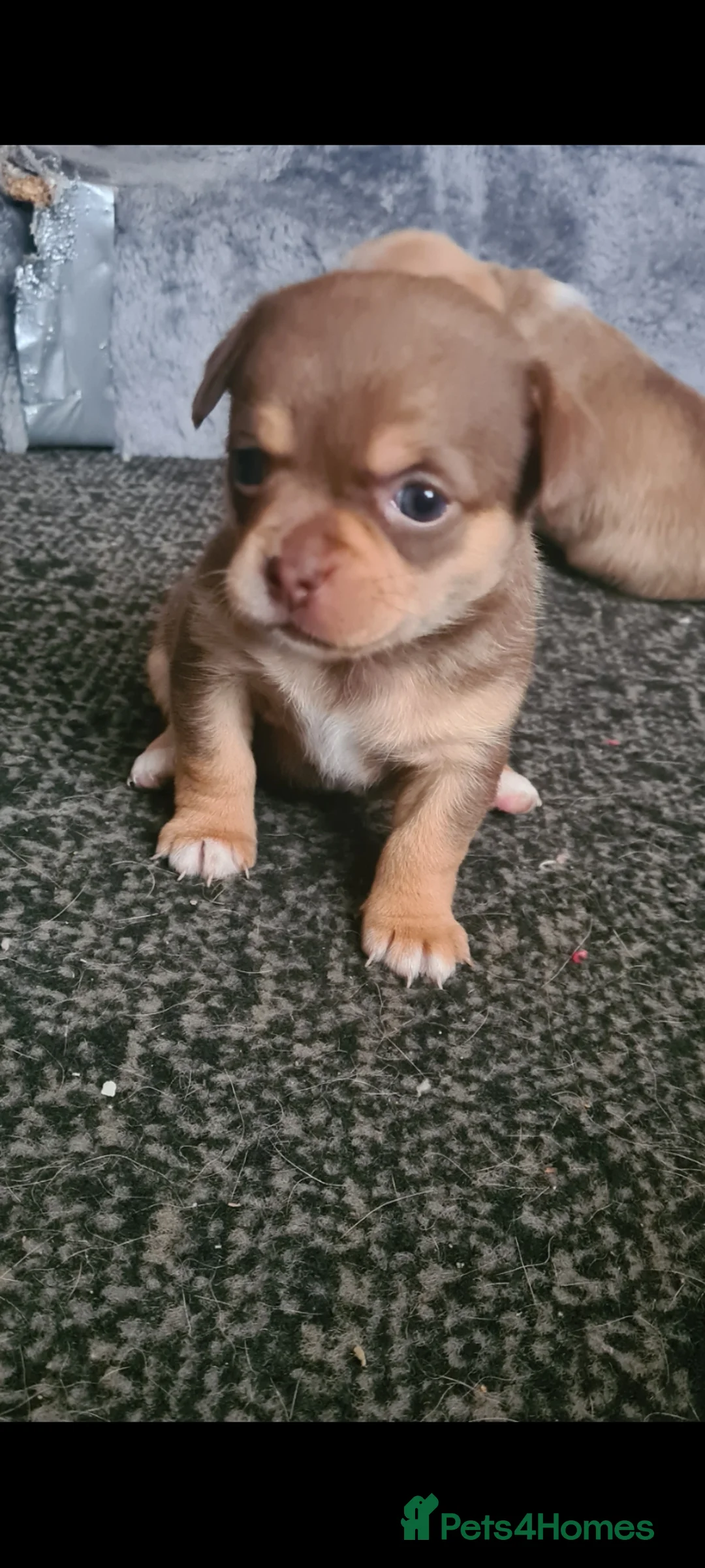 Mixed Breed dogs for sale: Shihchi × pomchi - Advert 2