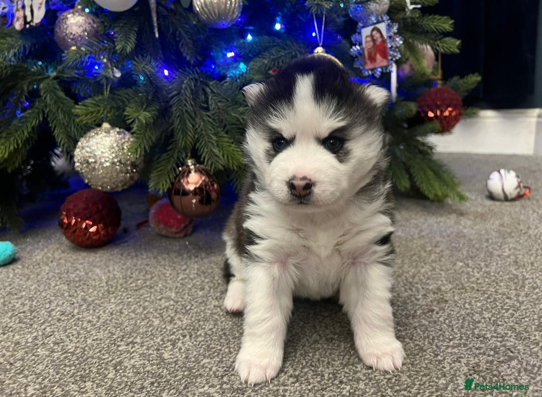 Pomsky dogs for sale: One stunning girl pomsky pup left - ready 24/12 - Advert 6